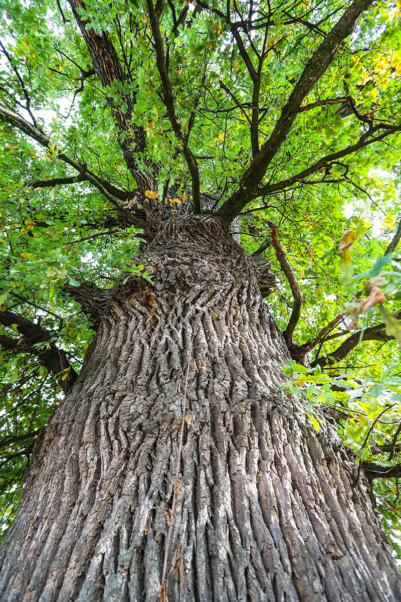 Our knowledge of wood - Arôbois